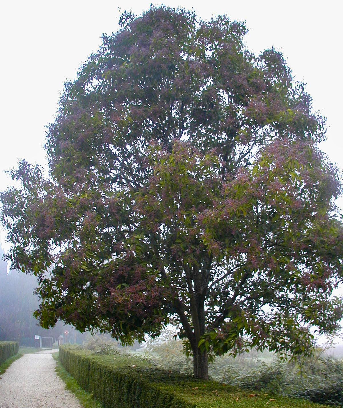 Ligustrum lucidum